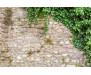 Vliesová fototapeta Stone Wall with Leaves 2405
