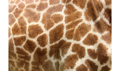 Vliesová fototapeta Genuine Leather of Giraffe 2578