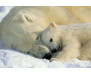 Fototapeta Polar Bears, Lední medvědi 1-605