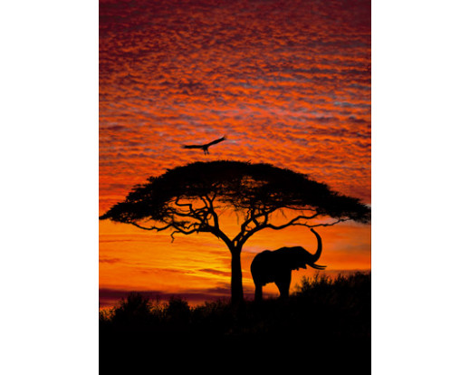 Fototapeta African Sunset, Západ slunce 4-501