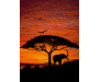 Fototapeta African Sunset, Západ slunce 4-501
