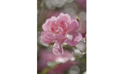 Fototapeta Bouquet, Růžový květ 4-713