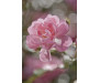Fototapeta Bouquet, Růžový květ 4-713