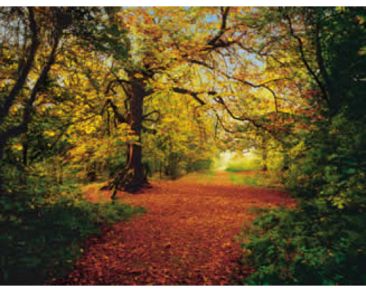 Fototapeta Autumn Forest, Podzimní les 8-068