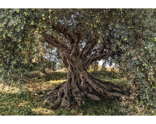 Fototapeta Olive Tree, Olivovník 8-531