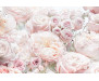 Fototapeta Spring Roses, Růže 8-976