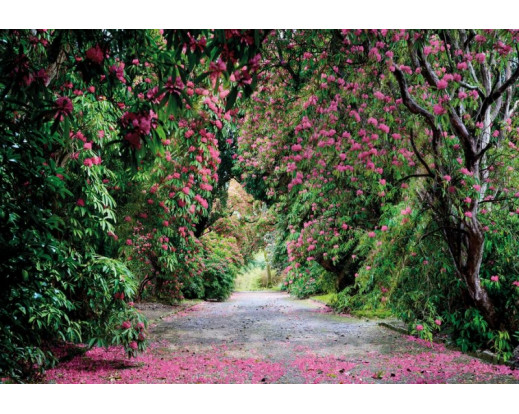 Fototapeta Wicklow Park, Růžové květy 8-985