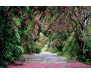 Fototapeta Wicklow Park, Růžové květy 8-985