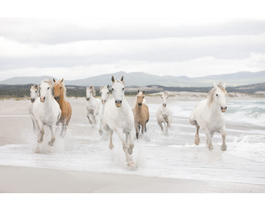 Fototapeta White Horses, Bílí koně 8-986