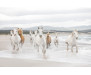 Fototapeta White Horses, Bílí koně 8-986