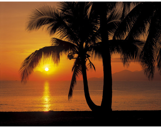Fototapeta Palmy Beach Sunrise, Pláž a východ slunce 8-255