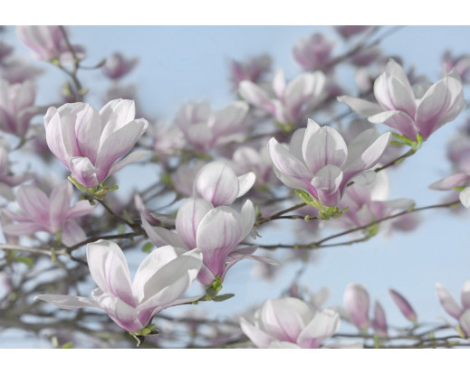 Fototapeta Magnolia, Květ 8-738
