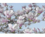 Fototapeta Magnolia, Květ 8-738