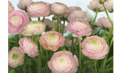 Fototapeta Gentle Rosé, Růžové květy 8-894