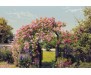 Fototapeta Rose Garden, Růžová zahrada 8-936