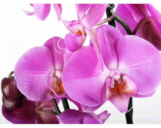 Fototapeta Květ, Orchidea FTS 0049, FTNS 2459