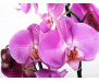 Fototapeta Květ, Orchidea FTS 0049, FTNS 2459