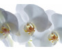 Fototapeta Bílá orchidea FT 0832