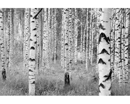Fototapeta Woods, Březový les XXL4-023