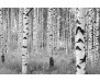 Fototapeta Woods, Březový les XXL4-023