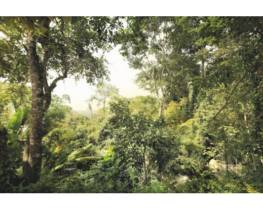 Fototapeta Dschungel, Džungle XXL4-024