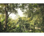 Fototapeta Dschungel, Džungle XXL4-024