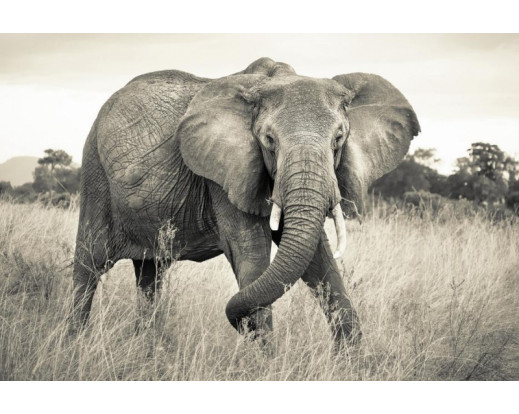Fototapeta Elephant, Slon XXL4-529