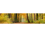 Samolepicí fototapeta k lince Autumn Forest, Podzimní les