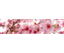 Samolepicí fototapeta k lince Apple Blossom, Jabloňový květ