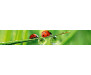 Samolepicí fototapeta k lince Ladybird, Beruška