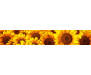 Samolepicí fototapeta k lince Helianthus, Slunečnice