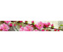 Samolepicí fototapeta k lince Sakura, Květ