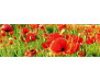 Samolepicí fototapeta k lince Red Poppies, Vlčí máky