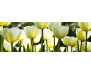 Samolepicí fototapeta k lince White Tulips, Bílé tulipány