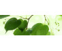 Samolepicí fototapeta k lince Green Leaves, Zelené listy