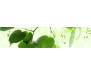 Samolepicí fototapeta k lince Green Leaves, Zelené listy