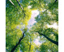 Samolepicí fototapeta na podlahu Trees, Stromy
