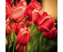 Samolepicí fototapeta na podlahu Red Tulips, Červené tulipány