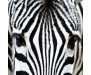 Samolepicí fototapeta na podlahu Zebra