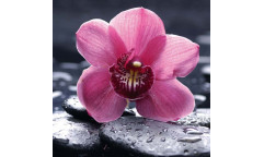 Samolepicí fototapeta na podlahu Orchid, Růžová orchidea