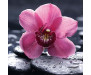 Samolepicí fototapeta na podlahu Orchid, Růžová orchidea