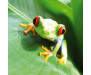 Samolepicí fototapeta na podlahu Frog, Žába