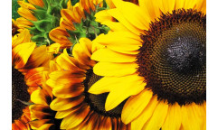 Samolepicí fototapeta na podlahu Sunflowers, Slunečnice