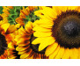 Samolepicí fototapeta na podlahu Sunflowers, Slunečnice