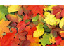 Samolepicí fototapeta na podlahu Colourful Leaves, Barevné listy