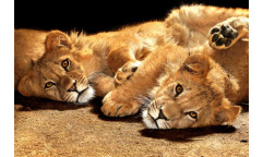 Samolepicí fototapeta na podlahu Young Lions, Lvíčata