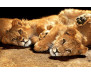 Samolepicí fototapeta na podlahu Young Lions, Lvíčata