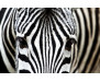 Samolepicí fototapeta na podlahu Zebra