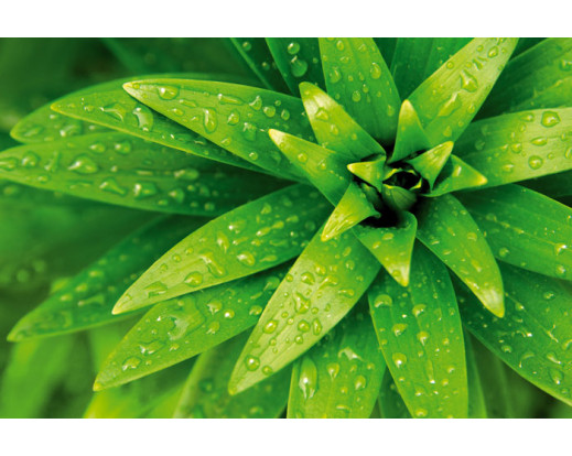 Samolepicí fototapeta na podlahu Fresh foliage, Zelená rostlina