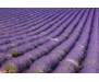 Samolepicí fototapeta na podlahu Lavender field, Levandulové pole